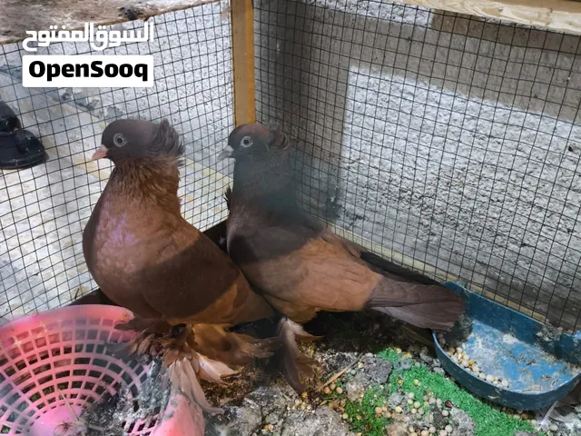 حمام راعب نظيفات وحلوات امايات