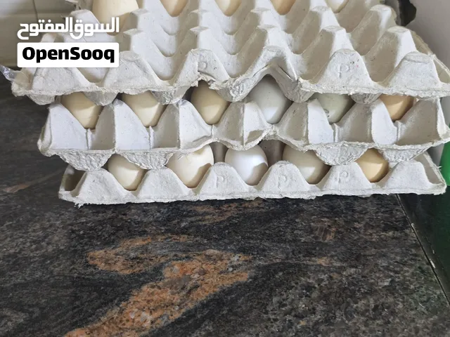 بيض وصيصان هجين عماني فرنسي سعر اقل من السوق لحق عرض لمدة 3 ايام فقط