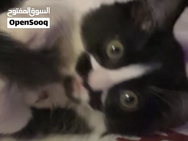 اعمارهم شهرين ونص متعودين على اللتر بوكس وامهم عمرها سنه وا ثمنيه اشهر تقريبا