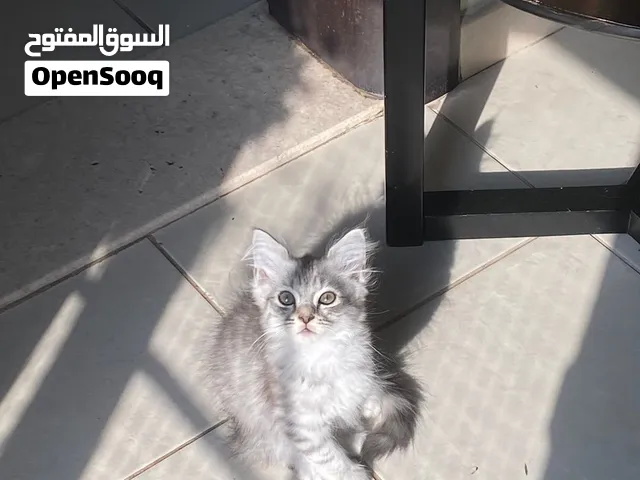 3month old kitten male persian