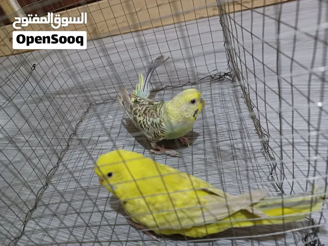 زوج طيور بادجي منتج