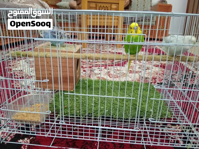 متاح ثلاث عصافير بادجي انثتين و ذكر ب 20 قابل مستعدين لي للإنتاج و التفاصيل المهمة في الوصف