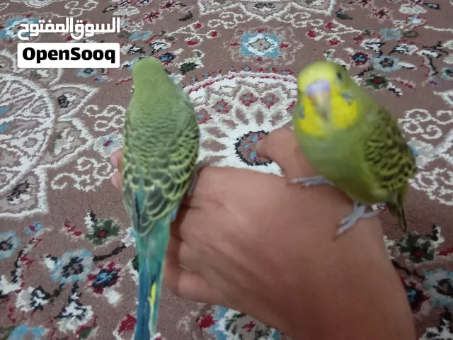 زوج طيور حب اليفات
