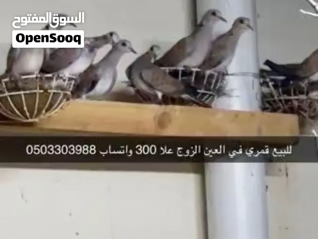 طيور وارنب بري