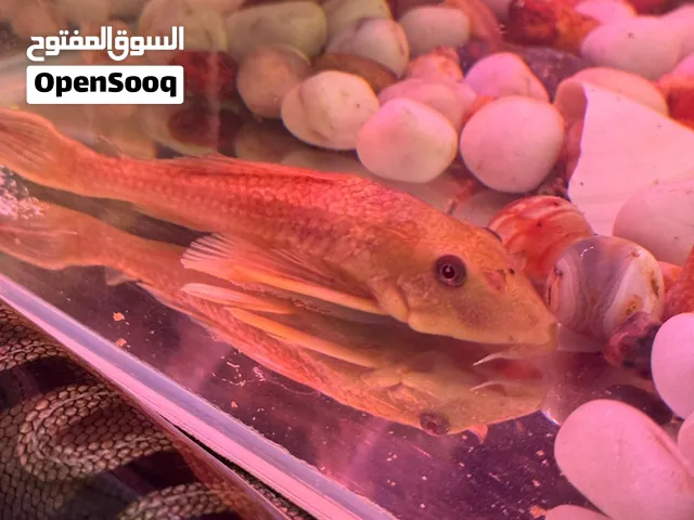 سمكة المكنسة و حلزون التفاحة عق سعرك و شلهن