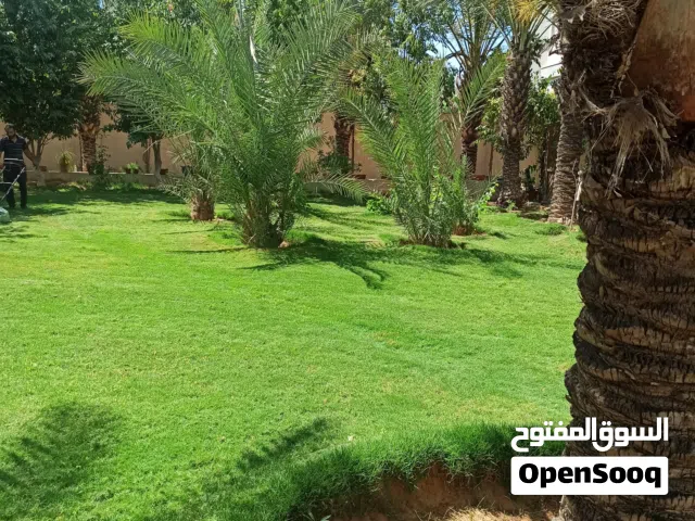 مشتل زهور ليبيا