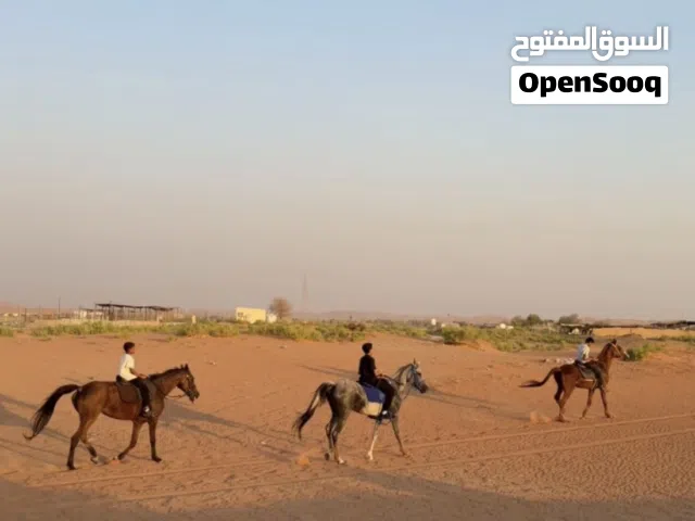 للبيع فرستين فحل سكول كلهم