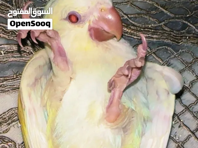 كويكر لاتينو ، العمر شهرين اليف جدا يرقد على ضهره هدد داخلي لونه اصفر كريمي، لعوب يقبل غر و ياكل حب