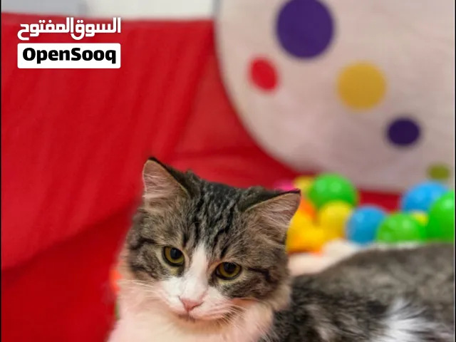 قط بلدي طويل الشعر