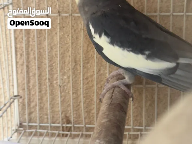 للبيع ذكر كوكتيل منتج او البدل بانثى كوكتيل