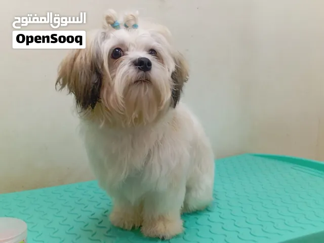 shih Tzu for sale if anyone interested contact