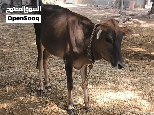عجلة سلالة حليب محلي ع جيرسي