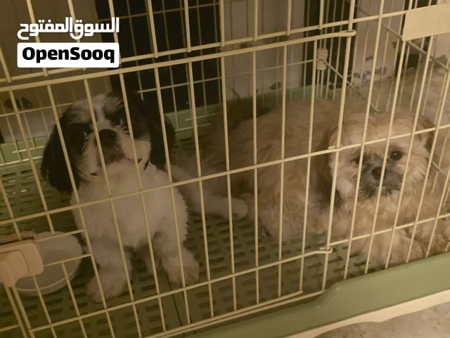 Shihtzu puppies for Sale