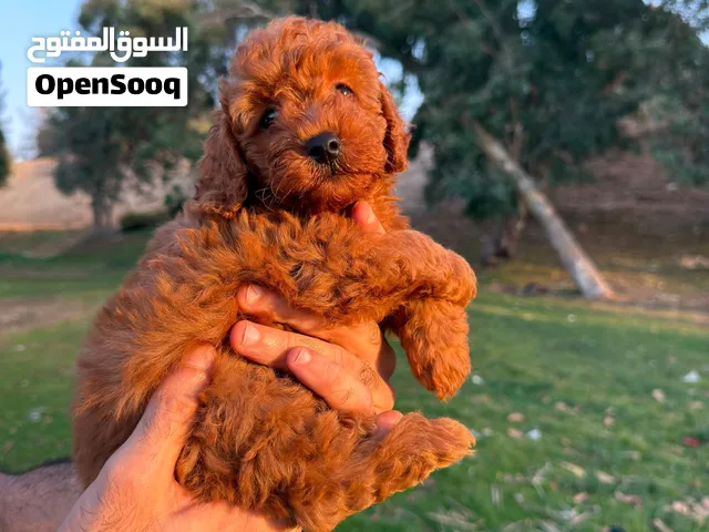متاح عندي ولد وبنت توي بودل واخدين خماسي وديدان بيحبه اللعب جدا مستنين بتهم الجديد