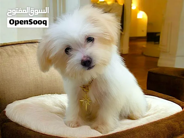 بنوته هافنيز مبتكبرش موصفات محترمه