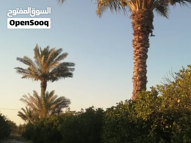 نخل واشنطونيا زينه ومثمر
