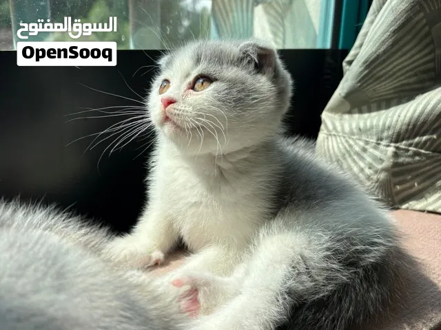 سكوتيش فولد إناث