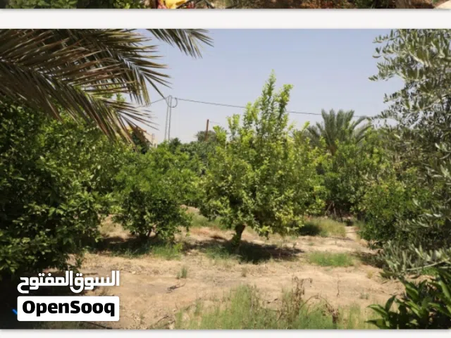 ارض مساحه 2400 م في منطقة النويعمه اريحا موقع ممتاز  اربع شاليهات  وبيت مبنى 120م في الأرض