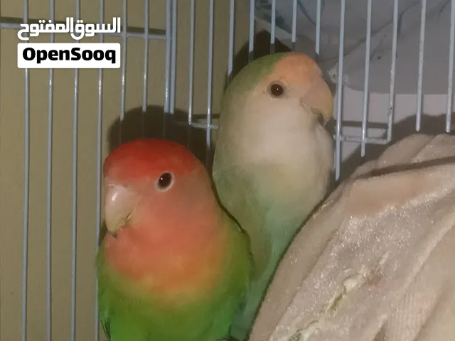طيور روز زوج