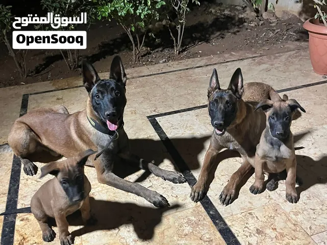 جراوي بلجيان مالينو – مستوى عالي