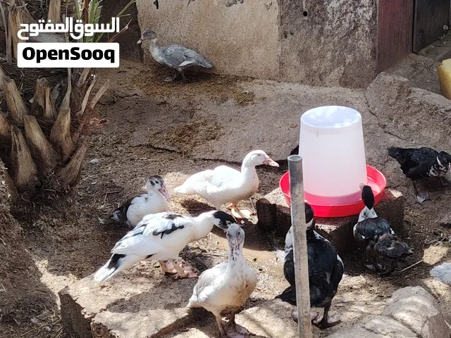 لبيع بط سوداني من نوع الي يبيض بكثره