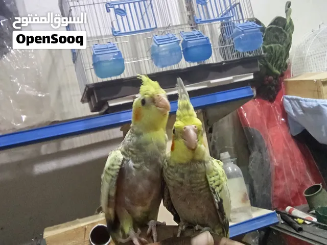 كوكتيل هادئ جدا أمن مع الاطفال لايوجد عض نهائي ريش كامل صحه مشاء الله معتمد علي نفسه في الاكل