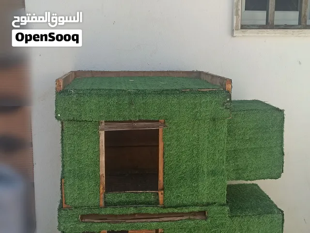 باريت دورين معشب ربي يبارك