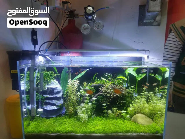 Live planted Aquarium