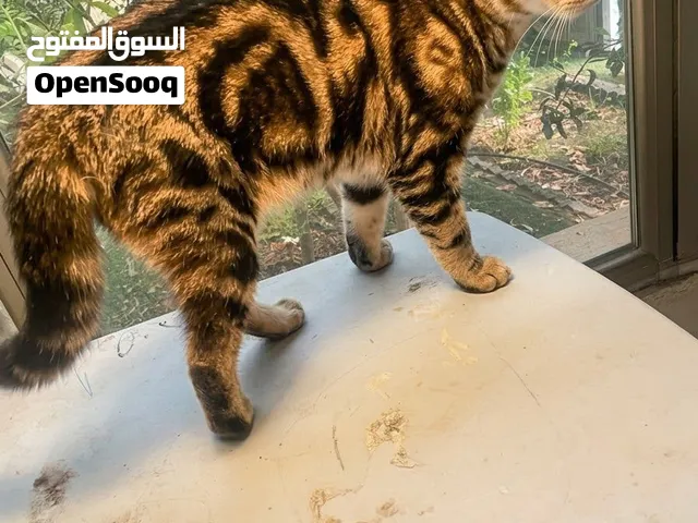 قطوة بنغال ماربلي ذكر 8 أشهر