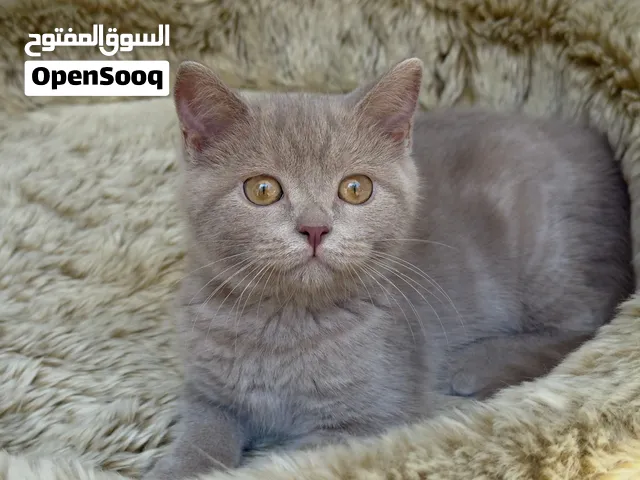 British short hair & Scottish fold