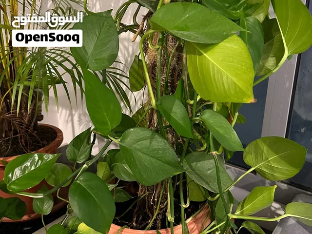 Beautiful indoor plants - نباتات داخلية جميلة