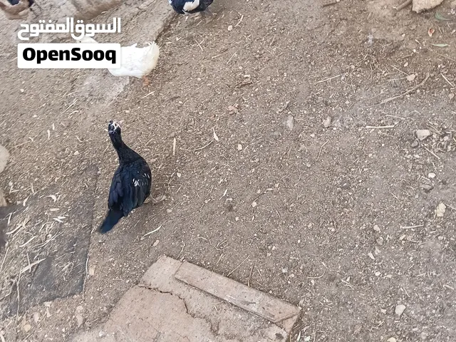 بط وضعه فل الفل ما بعاني من اشي ولا بنقصه اشي شوف الوصف