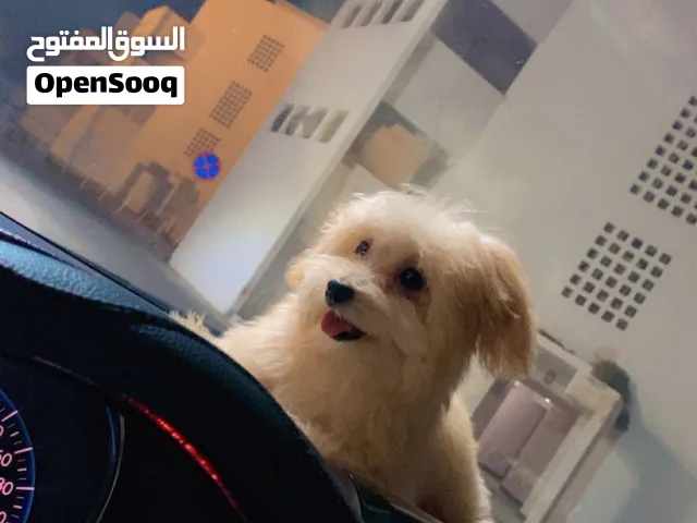 كلبه مالتيز للبيع