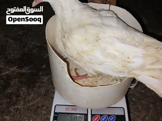 فراخ حمام فرنسي
