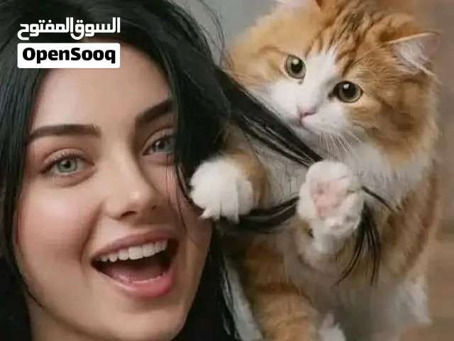 ايجارها لحد 60