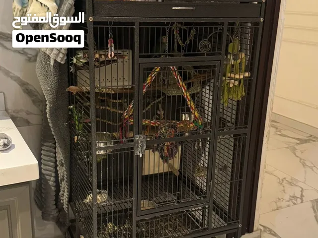 طيور روز وقفص كبير