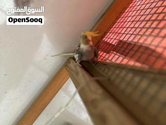 متوفر توصيل