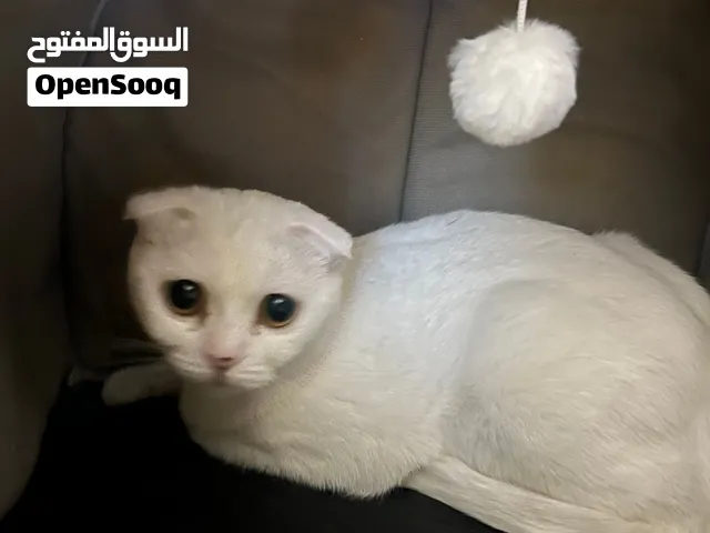 قطه سكوتش فولد