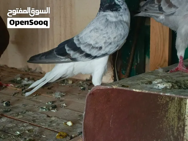 طيرتين شغالات عبسية زرقاء وبلجيكية سعرهم 15 الثنتين موجودات بالرجم الشامي البلجيكية في حل بجناحها