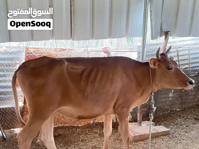 حلال طيب للبيع