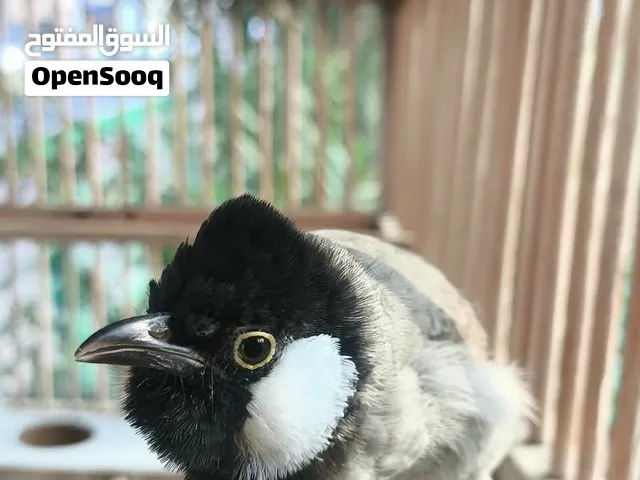 بلبل مال فاو