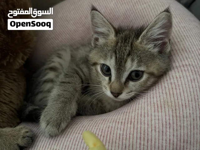 قطة للتبني