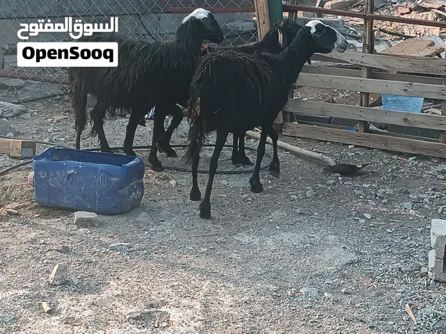السلام عليكم ورحمه الله وبركاته الوصف مهم جعد عشر العدد3
