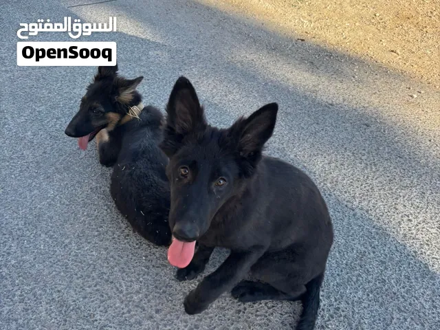 جرو جيرمن و كلب هاسكي