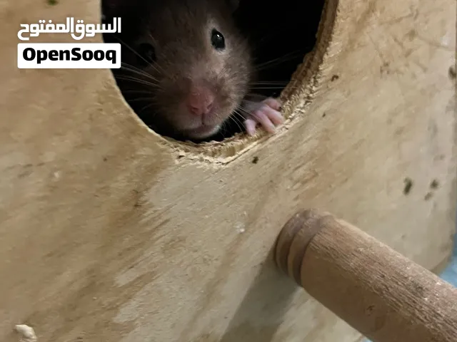 متوفر هامسترس للبيع هامسترسhamsters for sale