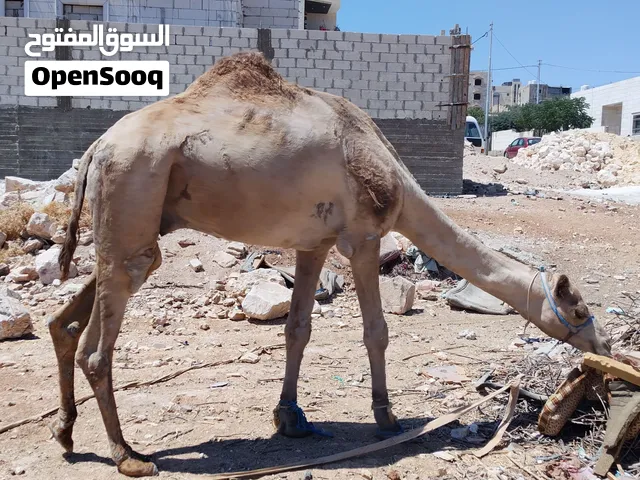 بسم الله ماشاء الله