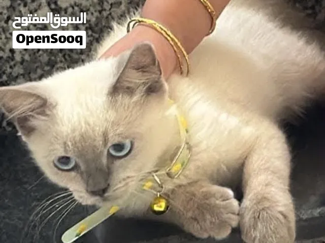 قط سكوتش ستريت