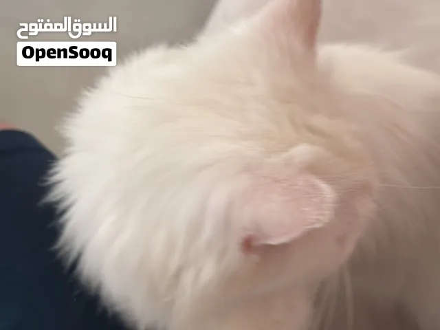 Persian white cat