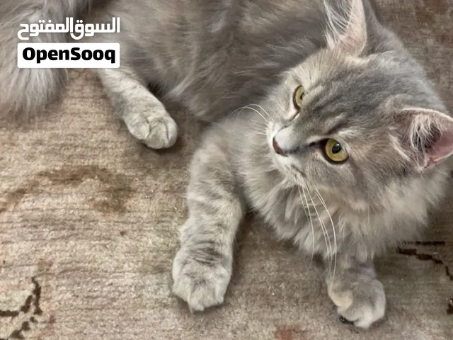 قطه شيرازي للبيع