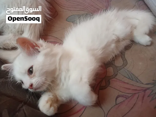قطط للبيع لون أبيض واحد ذكر واثنين أنثى بحالة ممتازة